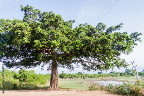 Tree in Udawalawe National Park, Sri Lanka