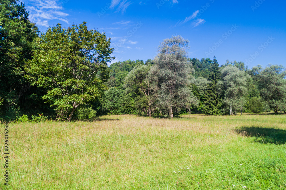Meadow in Gauja National Park, Latvia Meadow in Gauja National Park, Latvia
