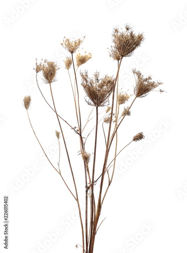 dry field flower with seeds isolated on white, clipping path