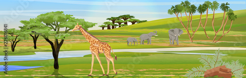 Giraffes eat the foliage of acacia trees. Family of African elephants at the watering hole. African savannah. Realistic vector landscape. The nature of Africa. Reserves and national parks.
