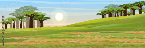 African savannah. Hill and valley. Grass, baobab grove. Realistic vector landscape. The nature of Africa. Reserves and national parks.