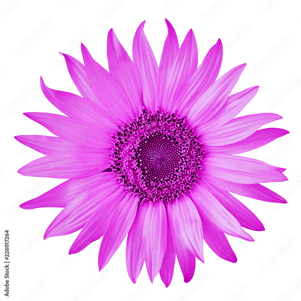 Obraz premium flower magenta sunflower, isolated on a white background. Close-up. Nature.