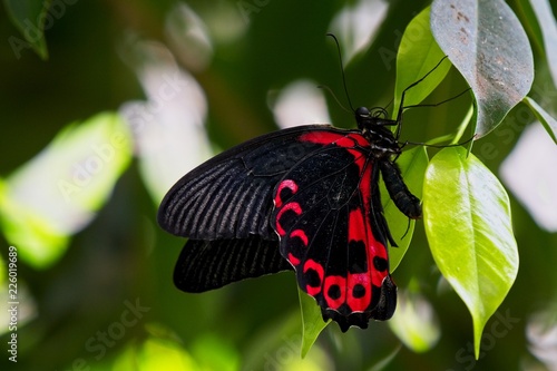 Scarlet Mormom Butterfly photo