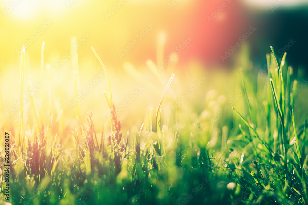 Green grass background with sun light - obrazy, fototapety, plakaty 