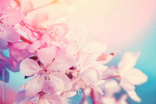 Fototapeta Naklejka Na Ścianę i Meble -  White flowers blossom. Nature beautiful floral background