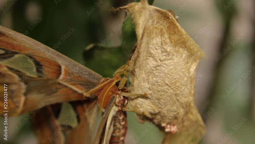High angle shot of a huge moth High angle shot of a huge moth