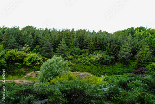Beautiful green arboretum in the park Sofiyivka