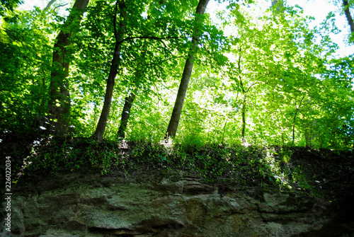 Beautiful green arboretum in the park Sofiyivka