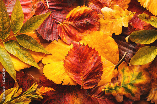 Bright autumn leaves. Red, yellow, green leaves. Wooden background. Close up.