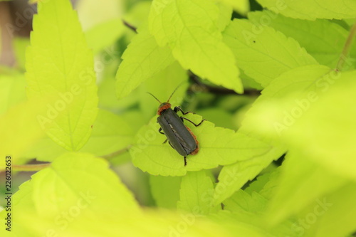 beetle on flower