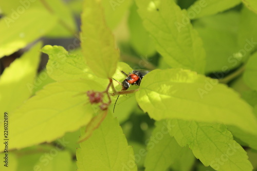 ladybug on a leaf