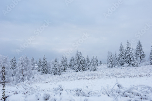 Winter pine trees, Christmas concept © salajean