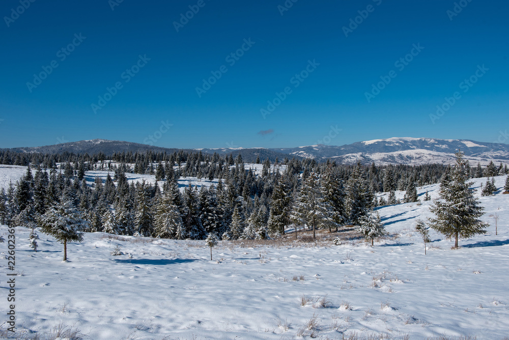 Obraz premium Winter landscape with snow on trees