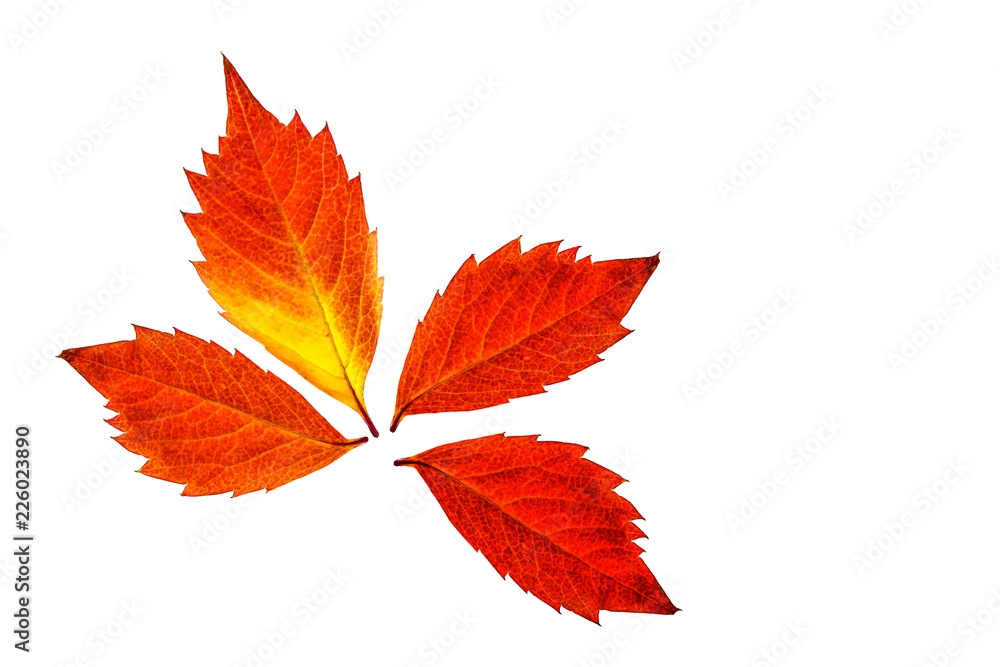 Autumn foliage, colorful leaves, isolated on white background Autumn foliage, colorful leaves, isolated on white background