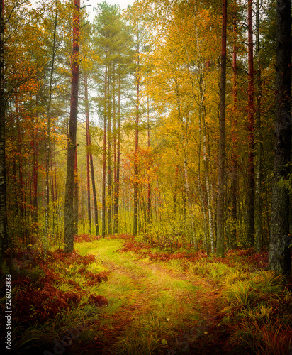 autumn forest path © Mareks