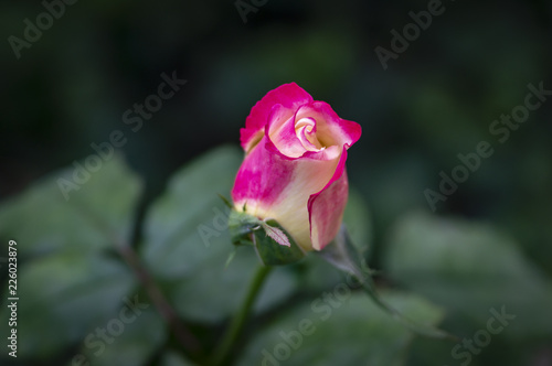 Beautiful tender pink rose Double Delight in soft focus. The greenery garden acts as a dark background. Natural daylight. Nature concept for design