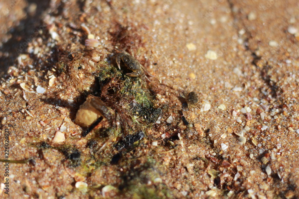 little crab little crab