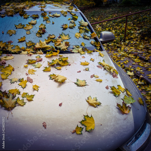 autumn leaves and car