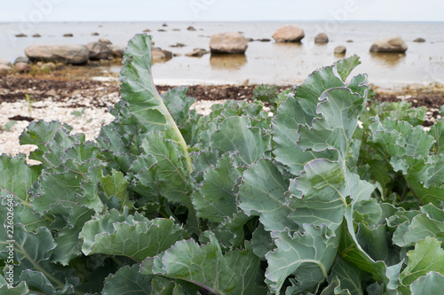 Close up of sea kale (Crambe maritima) leaves growing in seacoast in Hiiumaa, Estonia. photo