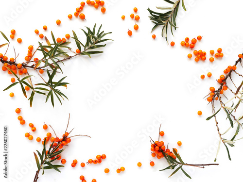Frame of sea-buckthorn  isolated on white background, flat lay, top view.