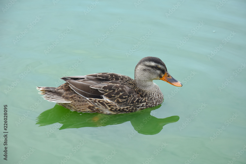 Mallard Ducks swimming in the lake. Wild duck in lake
Mallard Ducks swimming in the lake. Wild duck in lake