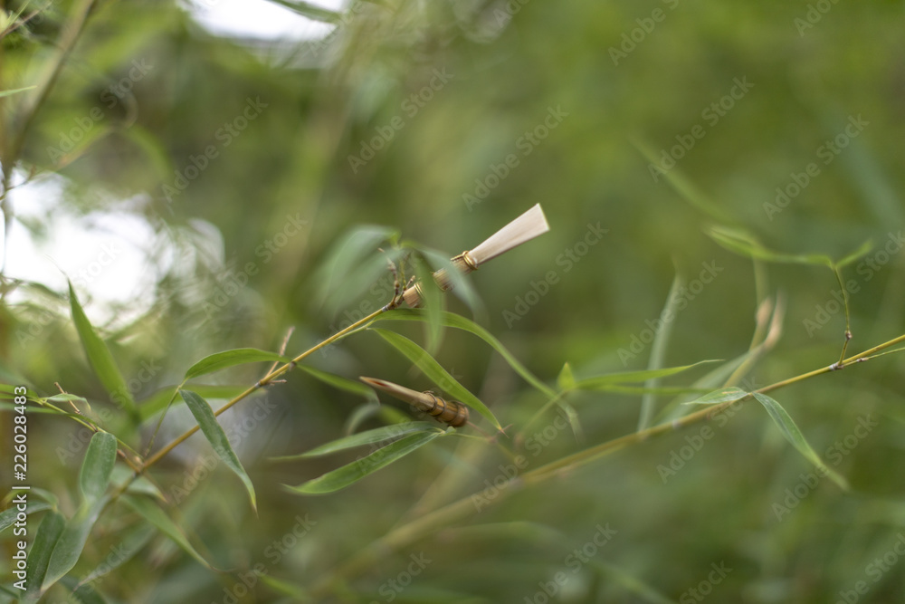 Bassoon reeds growing on trees