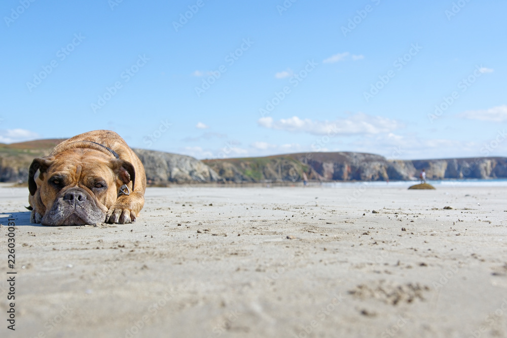 Oldenglisch Bulldog Frankreich