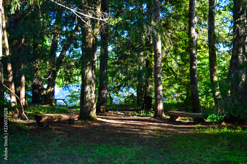 Benches in the woods