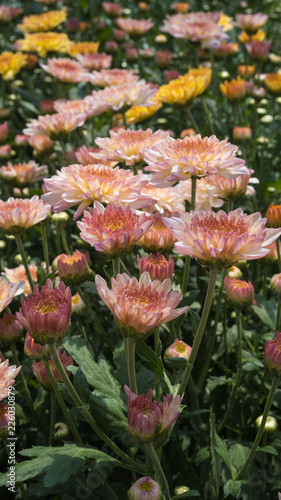 Colorful Chysanthemum flowers bloom in the field  photo