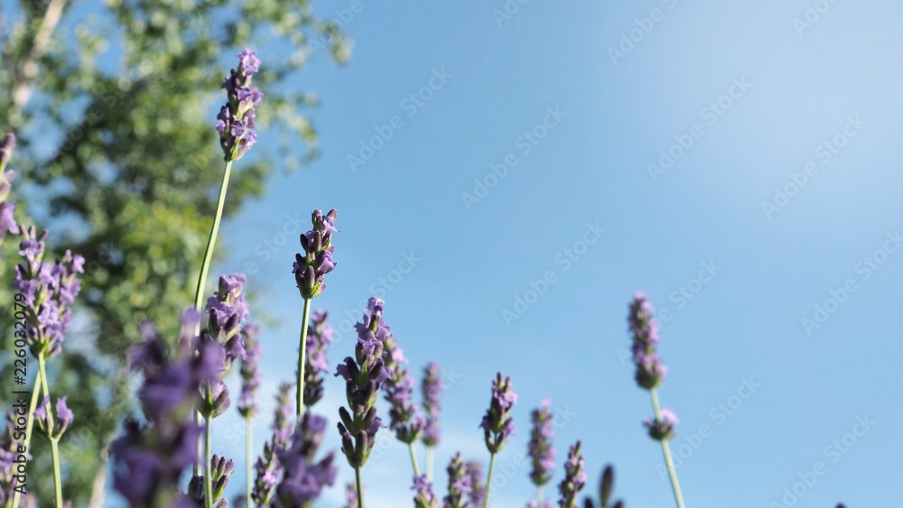 Lavender flower close up and blooming field in summer. It give relax herb smell. Lavender flower close up and blooming field in summer. It give relax herb smell.