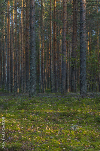 Pine forest and moss