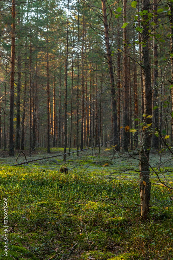 Fototapeta premium Pine forest and moss