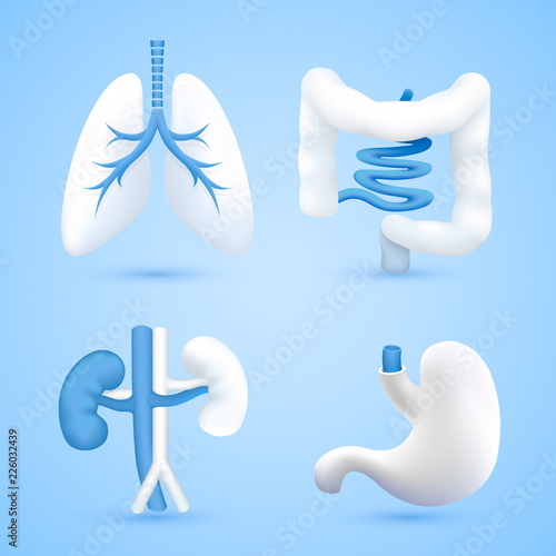Human organs on a white background blue objects. Vector illustration