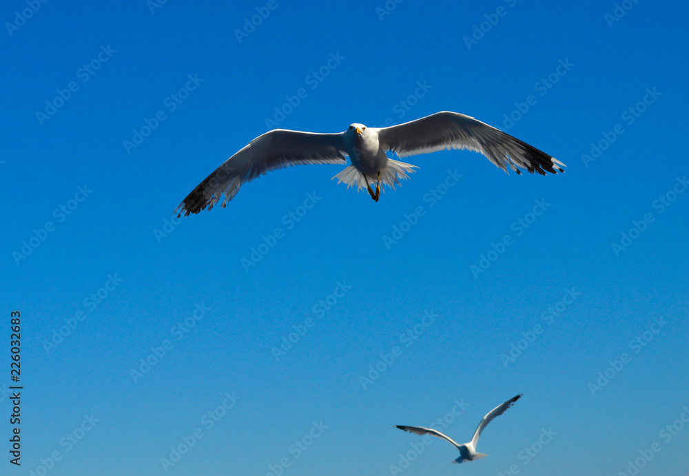 White seagull flying over Saronic Gulf in Greece White seagull flying over Saronic Gulf in Greece
