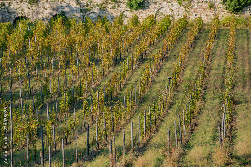row of vine