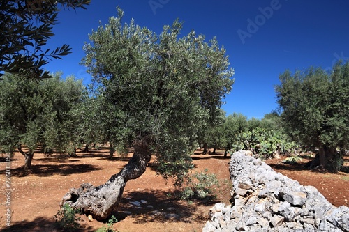 Italian olive trees
