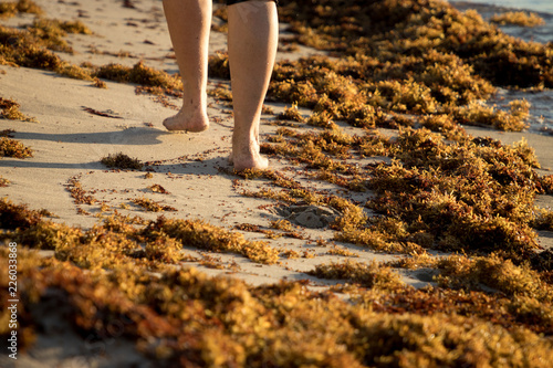 caminando entre algas en la playa