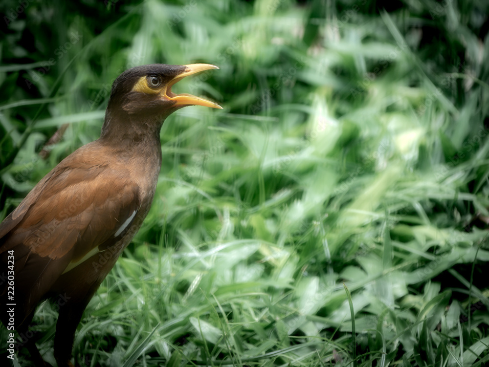 Fototapeta premium The Starling Shouting