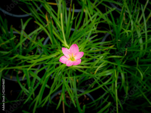 Pink Rain Lily Flower blooming