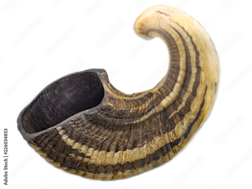 Horn of organic origin in beige tones, isolated, rentals Horizontal. Horn of organic origin in beige tones, isolated, rentals Horizontal.