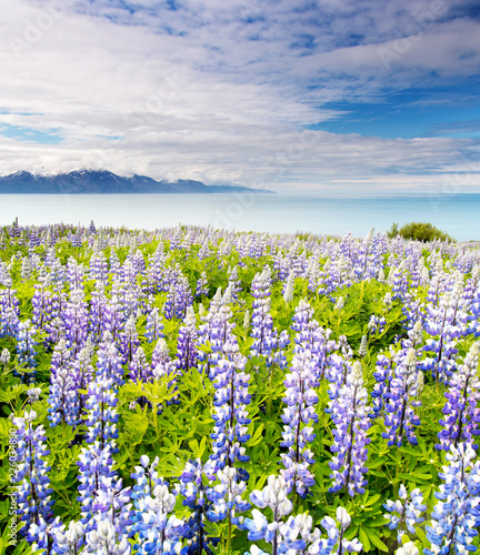 Fototapeta Naklejka Na Ścianę i Meble -  blooming Lupines on Iceland