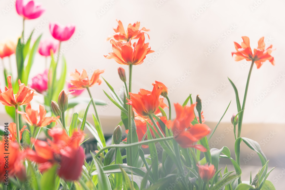Bouquet of tulips (Tulipa spp. L.) with light through the window. Give a warm feeling to the garden. Gardening ideas in the home Flower