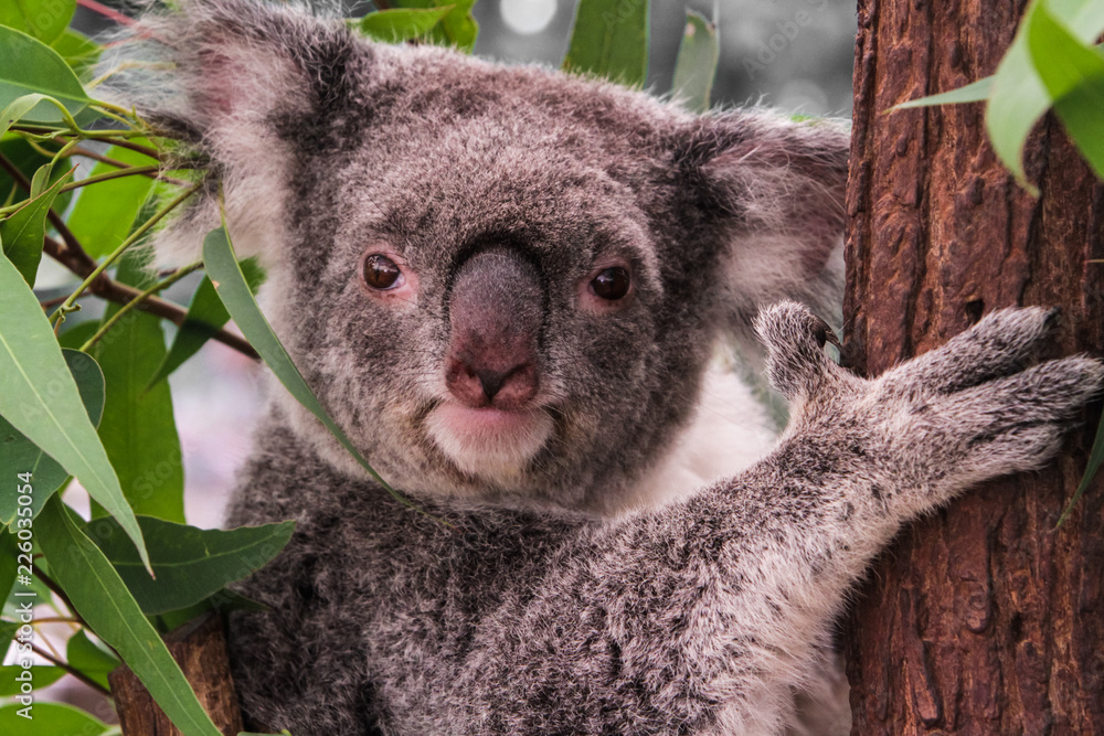 Obraz premium Koala