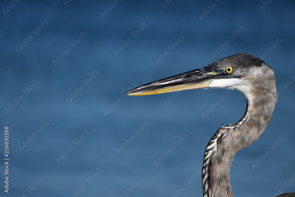 bird, wildlife, photo, fly, lake, river, water, sea, fly, animal bird, wildlife, photo, fly, lake, river, water, sea, fly, animal