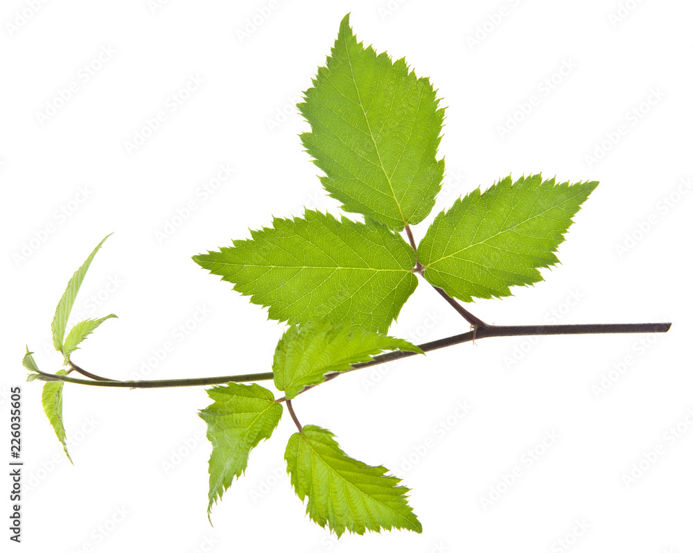 green leaves of blackberries isolated on white background green leaves of blackberries isolated on white background