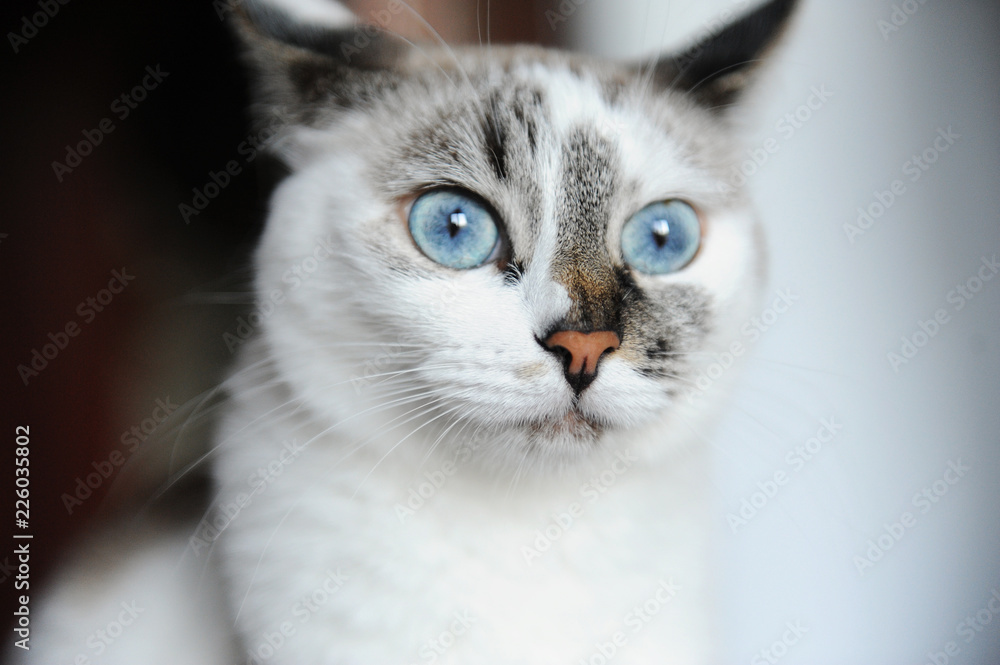 Close-up portrait of blue-eyed white cat with asymmetric color Close-up portrait of blue-eyed white cat with asymmetric color
