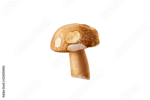 fresh penny bun mushrooms on white isolated background