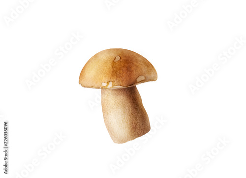 fresh penny bun mushrooms on white isolated background