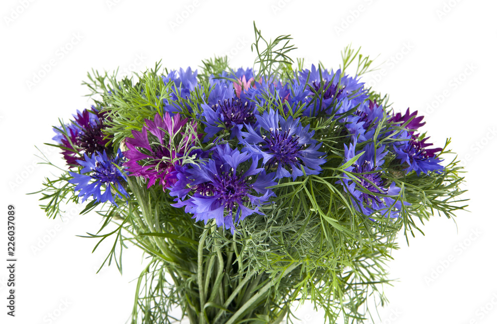 flowers of Centaurea isolated on white background flowers of Centaurea isolated on white background