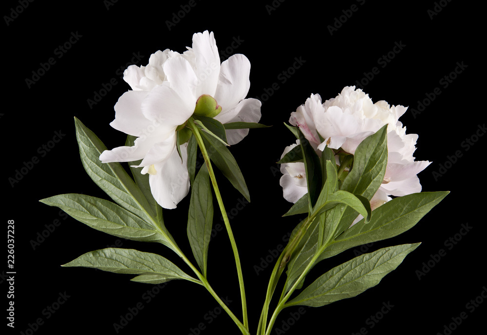 Obraz premium piwonie na białym tle na czarnym tle